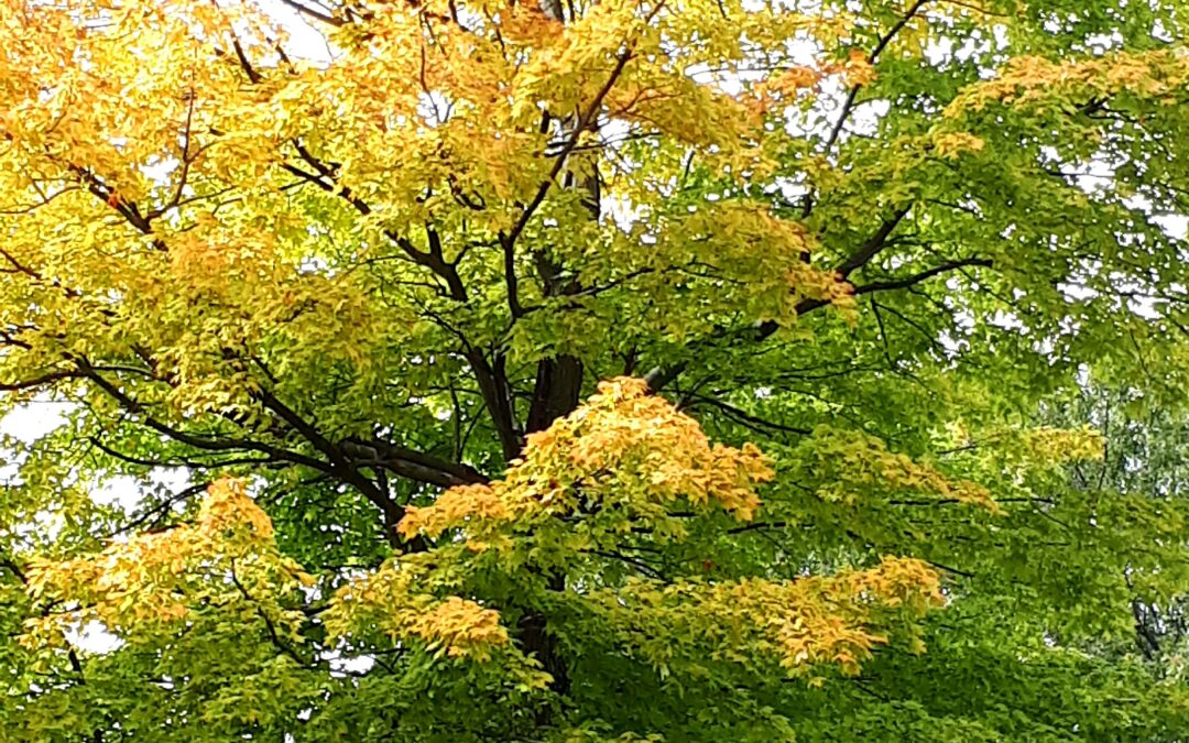 Ottobre: le foglie, la malinconia, la marcia della pace, la musica