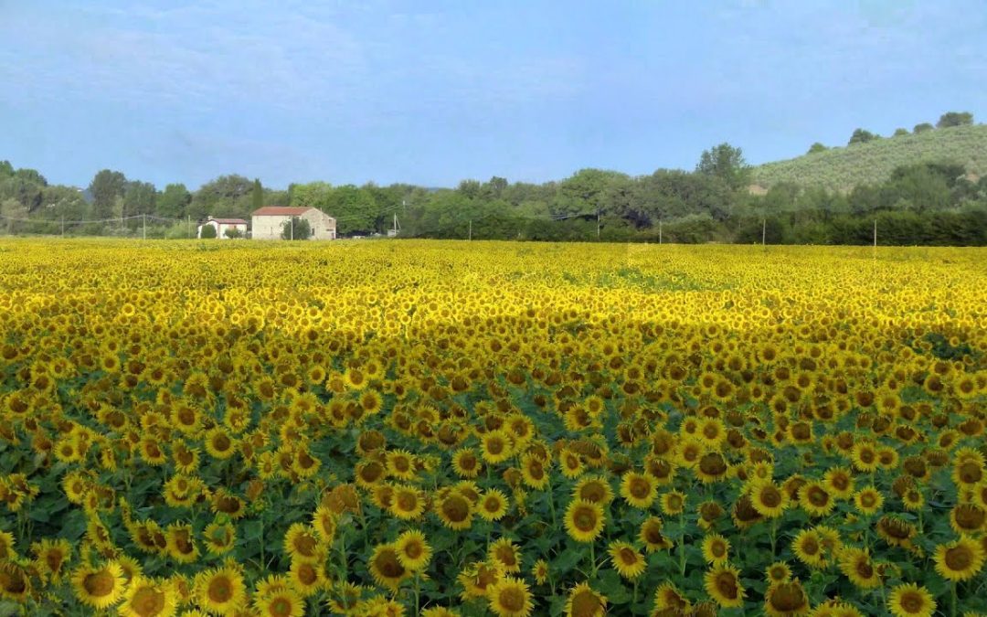 L’ESTATE E IL SOLLEONE